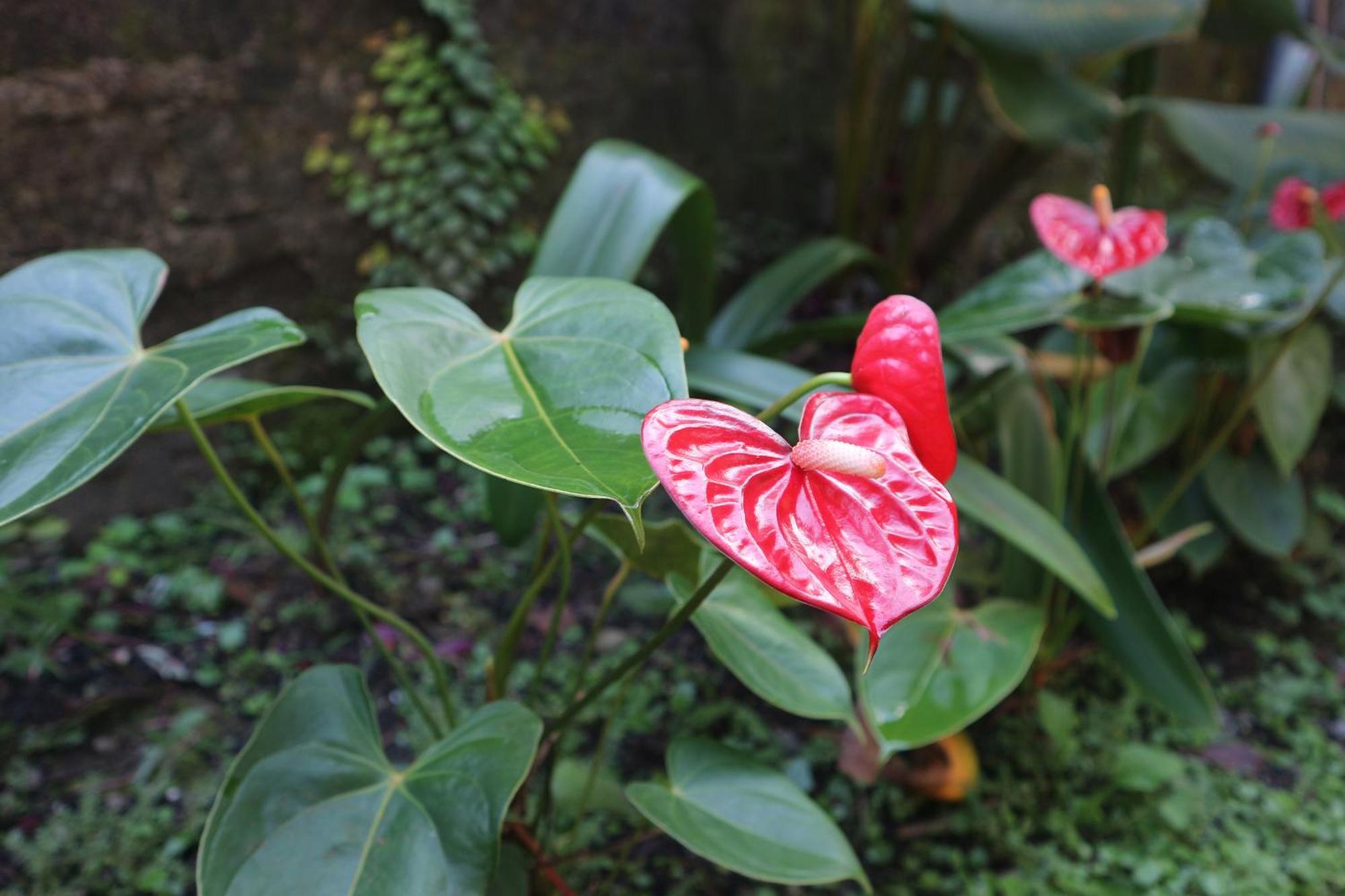 Tange Guest House Ruteng Bagian luar foto